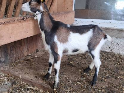 Bild 2:Tauernschecken