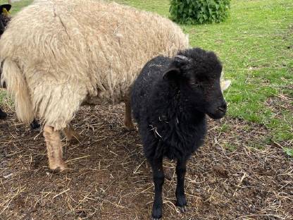 Bild 3:Bio Zwergschaf-Lämmer