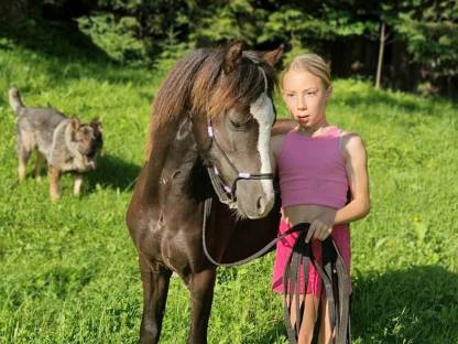 Bild 6:Welsh A Jährlingshengst