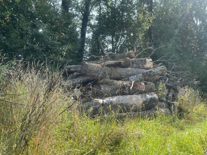 Hackgut, vorwiegend Hartholz