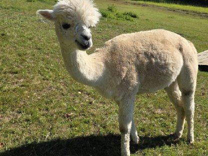 Alpakastute mit Cria