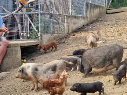 Bild 2:Micro- und Mini-Schweine
