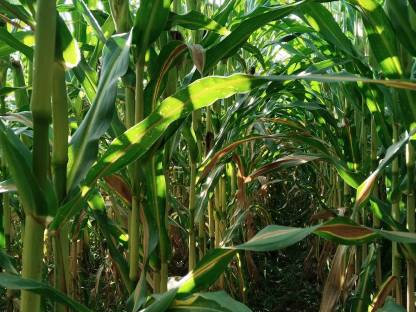 Bild 5:Bio-Silo-Mais 2,5 ha