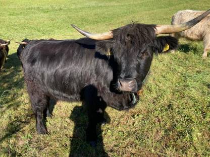 Bild 3:Trächtige Hochlandrinder Kalbinen