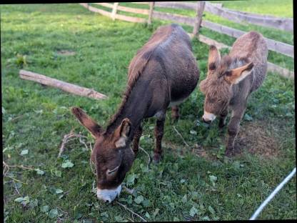 Bild 3:Amerikanischer Miniaturesel