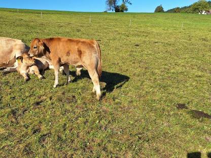 Murbodner Kalb