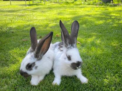 Bild 4:Deutsche Riesen Rammler