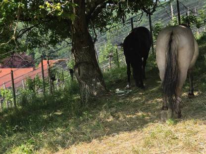 Bild 7:Einstellplatz für Pensionisten zu vergeben