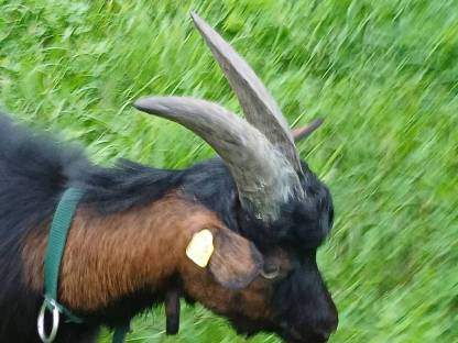 Bild 2:Tauernschecken Kitzböcke