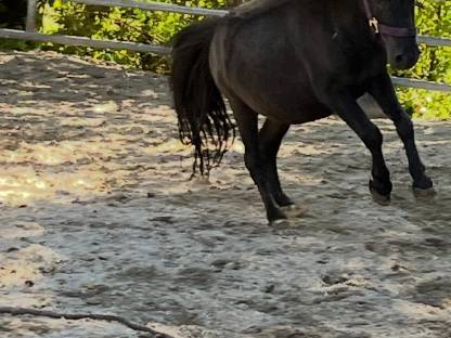 Thaddäus sucht neues zuhause