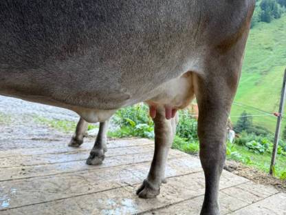 Bild 7:Tiroler Grauvieh Kuh Bio