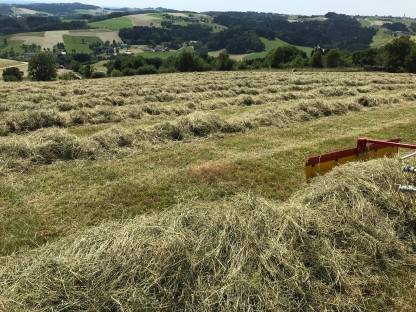 Bild 4:Bio Heu/Grummet