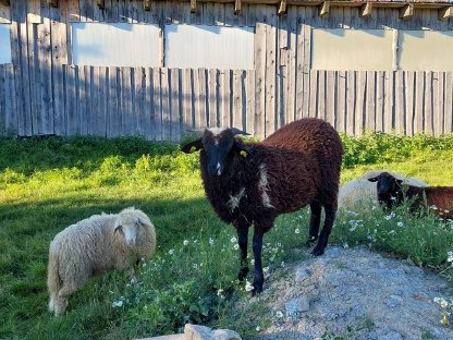 Bild 4:Weibliche Waldschafe zu verkaufen