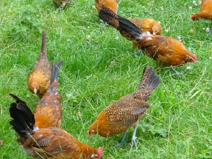 Bild 7:Friesenhuhn gold-schwarzgeflockt