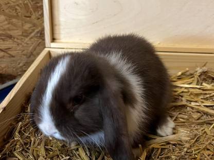 Bild 3:2 junge Minilops