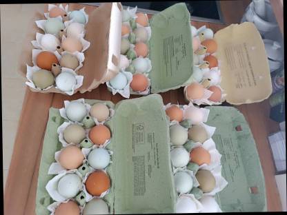 Bild 4:Buntleger Mixküken