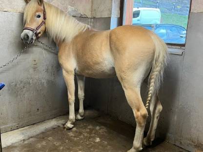 Bild 3:Haflingerstute