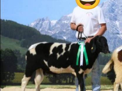 Hb Widder