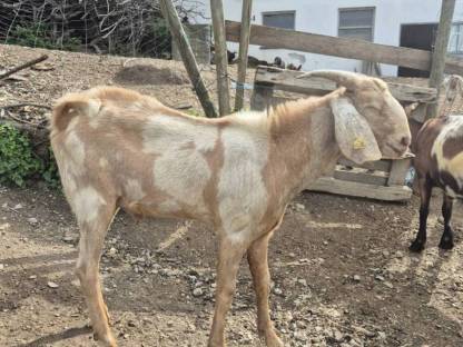 Bild 4:Anglonubierbock und Scheckenkitze