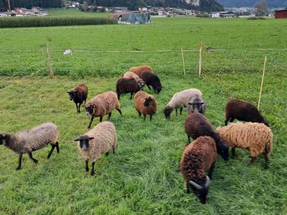 Bild 4:Ouessant, Quessant, bretonisches Zwergschaf