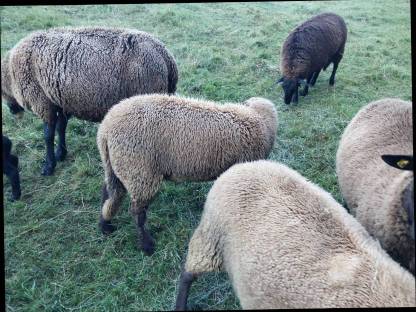 Bild 4:2 Jura Lämmer/Schaf weiblich