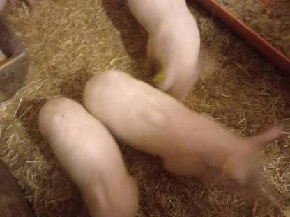 Ferkel