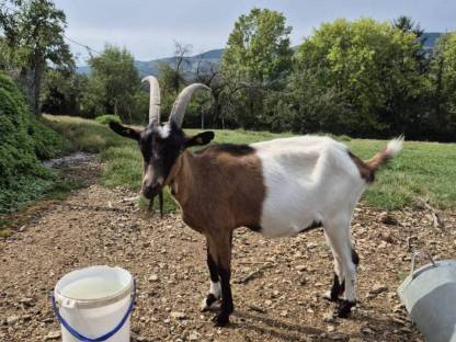 Bild 2:Anglonubierbock und Scheckenkitze