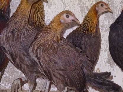 Bild 2:Birma-Bankivahuhn (Gallus gallus spadiceus)