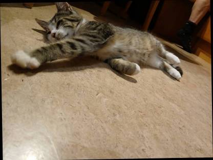 Bild 3:Weibliches Kätzchen