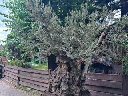 200-270 Jahre alter Olivenbaum