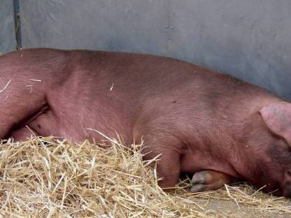 Duroc