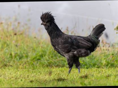 Bild 5:1 Pärchen Paduaner