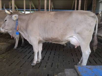 Bild 2:Original Braunvieh Kuhkalb zu verkaufen