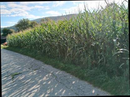 Bild 3:Bio-Silo-Mais 2,5 ha