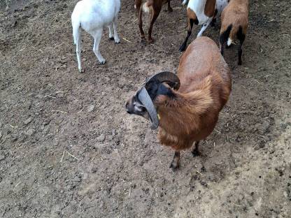 Bild 3:Kamerunschafe