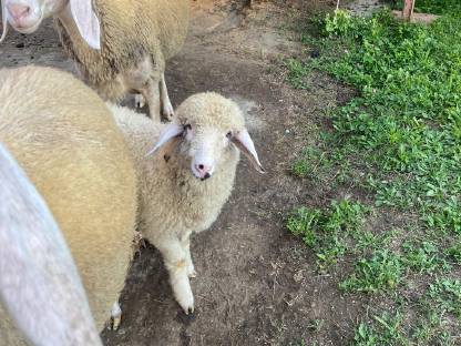 Bild 3:Bergschafe kleine Herde