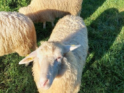 Bild 3:Weibliche Waldschafe zu verkaufen