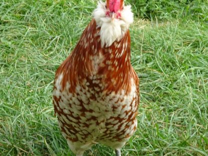 Bild 4:Thüringer Barthuhn