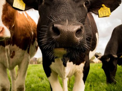 HBLA Pitzelstätten - Stelle im landwirtschaftl. Lehrbetrieb