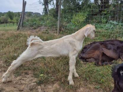 Bild 6:Anglonubierbock und Scheckenkitze