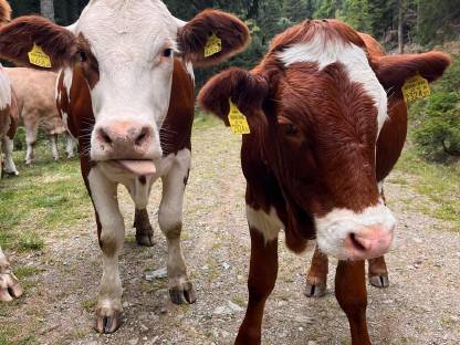 Bild 2:Bio Fleckvieh Fleischkalbin