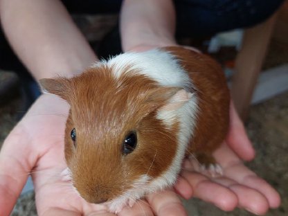 Bild 2:Meerschweinchen Junge