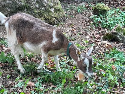 Bild 2:Mutterziege zu verkaufen