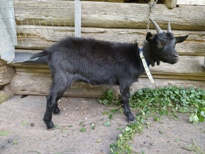 Bild 5:Blobe Ziegen