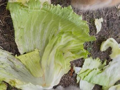 Bild 3:Löwenkopf Zwergkaninchen Baby