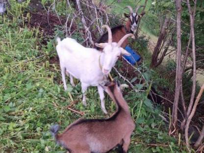 Bild 3:Ziegen weiblich