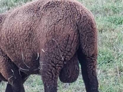 Bild 5:3 Jura Widder