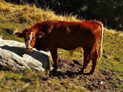 Bild 3:Verkaufe Pinzgauer Stierekälber