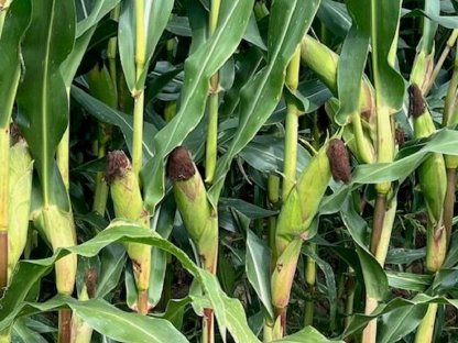 Silomais ab Feld zu verkaufen