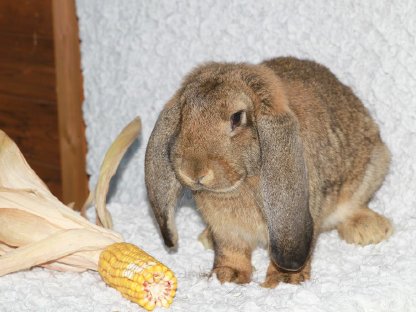 Bild 7:Deutsche Widder